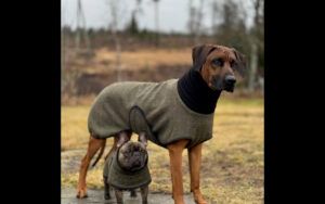 Custom-made dog clothes with attention to detail